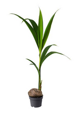 Κοκοφοίνικας - Cocos Nucifera